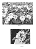Verbena%20hybrida%20%27VEAZ0018%27
