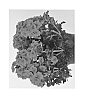 Verbena%20hybrida%20%27Duempfre14%27