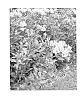 Alstroemeria%20hybrida%20%27Teshunte%27