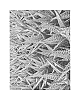 Howorthia%20limifolia%20x%20fasciata%20%27SEASTAR%27