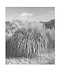 Miscanthus%20sinensis%20%27NCMS1%27