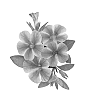Calibrachoa%20sp.%20%27Duevolne%27