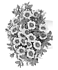 Calibrachoa%20sp.%20%27Duehulgo%27