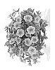 Calibrachoa%20sp.%20%27Duevolgo%27