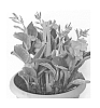 Canna%20generalis%20%27LEESHECAN01%27