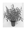 Agastache%20Plant%20Named%20%27Little%20Adder%27