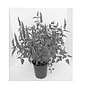 Agastache%20Plant%20Named%20%27Little%20Adder%27