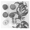 Prunus%20persica%20var.%20nucipersica%20%27Sunectwentythree%27