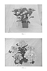 Hydrangea%20macrophylla%20%27BCHY-11.033%27