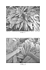 Alpinia%20afficinarum%20%27McghieJCG%27