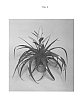 Tillandsia%20hybrid.%20%27Duraant%27