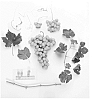 Grapevine%20%27Sheegene-24%27