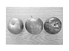 Malus%20domestica%20%27MN55%27