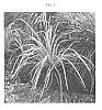 Lomandra%20hystrix%20%27LMV200%27