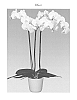 Phalaenopsis%20hybrida%20%27Honesty%27