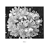 Agapanthus%20praecox%20%27Full%20Moon%27