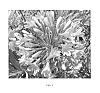 Agapanthus%20praecox%20%27Blue%20Flare%27