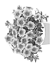 Calibrachoa%20sp.%20%27Duealkop14%27