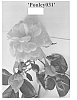 Climbing%20Rose%20Plant%20Named%20%27Poulcy031%27