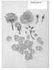Rose%20Plant%20Named%20%27Poulcas041%27