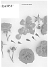 Compact%20Floribunda%20Rose%20Plant%20Named%20%27Poulpal058%27