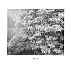 Sambucus%20racemosa%20%27WALFINB%27