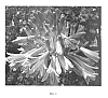 Agapanthus%20praecox%20%27Hanneke%27