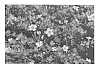 Sutera%20grandiflora%20%27KLESG12346%27