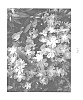 Tibouchina%20mutabilis%20%27PMA%20Tib%202%27