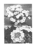 Verbena%20x%20hybrida%20%27Sunmariapri%27