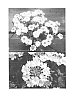 Verbena%20x%20hybrida%20%27Sunmariapri%27