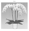 Phalaenopsis%20hybrida%20%27Doremi%27