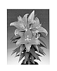Lilium%20hybrida%20%27Sunny%20Keys%27