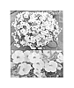 Calibrachoa%20sp.%20%27Sunbel%20789%27