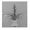 Guzmania%20plant%20named%20%27DURATAT%27