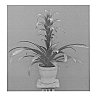 Guzmania%20plant%20named%20%27DURATAT%27
