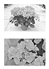 Hydrangea%20macrophylla%20%27H213904%27