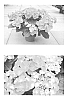 Hydrangea%20macrophylla%20%27H213905%27
