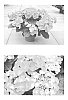 Hydrangea%20macrophylla%20%27H213905%27