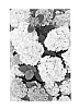 Hydrangea%20macrophylla%20%27H212909%27