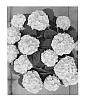 Hydrangea%20macrophylla%20%27H212911%27