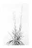 Polianthes%20hybrida%20%27Chia%20Nong%20Pink%20Sapphire%27