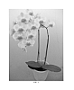 Phalaenopsis%20Blume%20%27PHALDANXOK%27