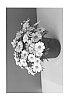 Argyranthemum%20frutescens%20%27SUN%20330%27