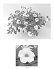 Calibrachoa%20x%20hybrida%20%27PAS1020307%27