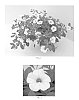 Calibrachoa%20x%20hybrida%20%27PAS1020307%27