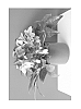 Helleborus%20niger%20x%20Helleborus%20argutifolius%20%27COSEH%203050%27