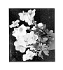 Helleborus%20niger%20%27COSEH%203030%27