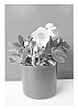Helleborus%20niger%20%27COSEH%203040%27