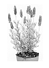 Lavandula%20stoechas%20%27Anouk%20Deluxe%20901%27